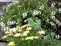 flowers on steps